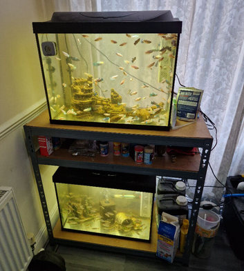 Siamese fighting fish (Betta) & Red Tail Rainbow Fish &pound;2.5 Each Full Setup Available - ALL MUST GO!
