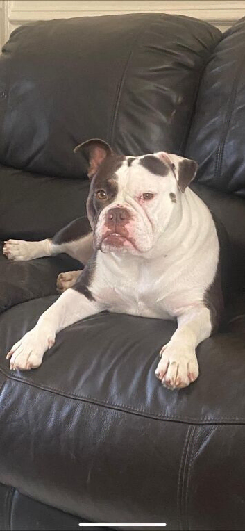 5 year old English bulldog