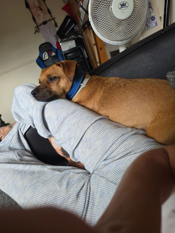 Rehoming