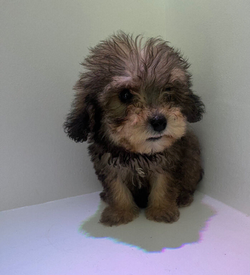 Adorable f2b cockapoo puppies for sale