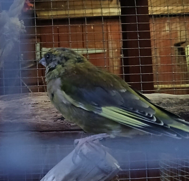 Male greenfinch