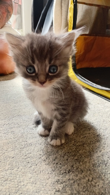 Gorgeous fluffy kittens