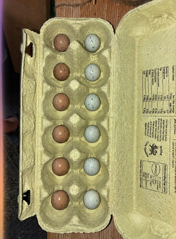Button quail hatching eggs