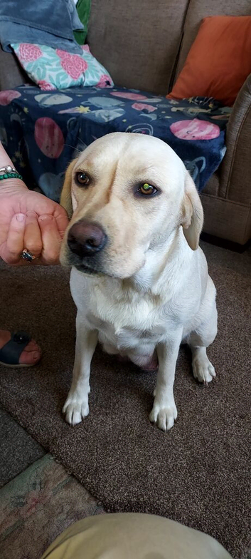 2 male labrador puppies