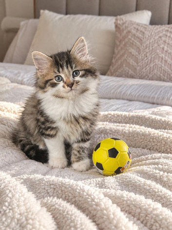 2 Persian kittens