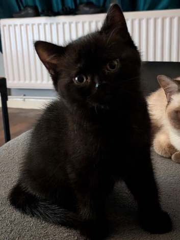 British short hair kittens