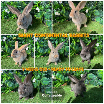 Champion Continental giant rabbits  9 weeks old
