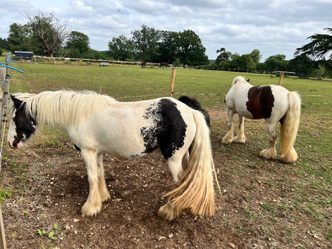 Project mare for sale!