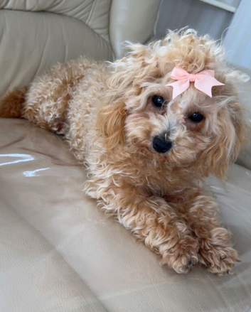 Toy poodle
