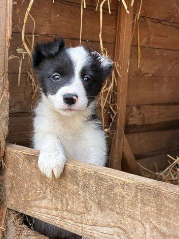 Pure border collies ready now