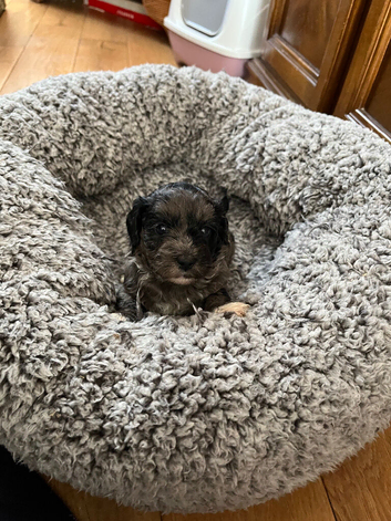 Shihpoo puppies
