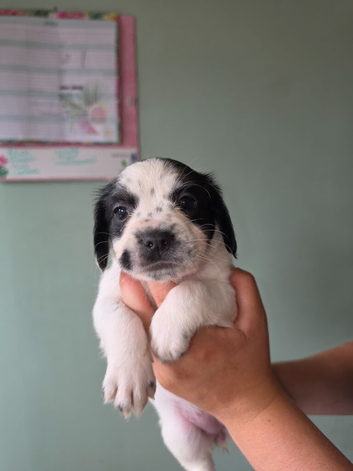 Gorgeous puppies