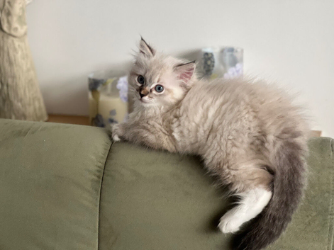 SIBERIAN X RAGDOLL fluffy female