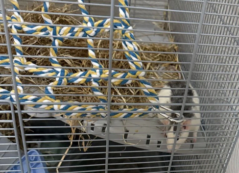 2 Bonded Female Rats with Cage & Accessories