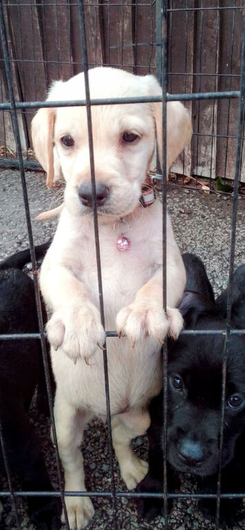 Labrador puppys