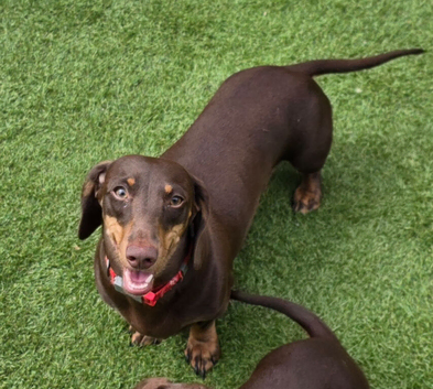 Beautiful 15 mnth girl kc mini dax