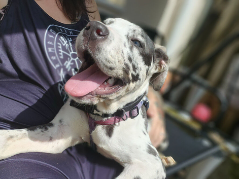 Female merle neopolitan mastiff