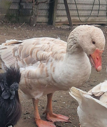 Brecon buff male goose bred 2025