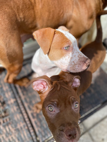 puppies