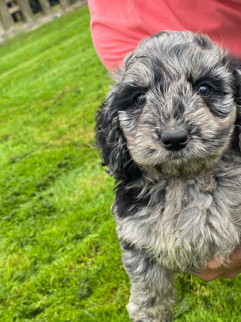COCKAPOO PUPPIES