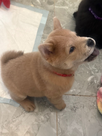 Chows ready and reduced !!