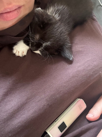 Black and white kittens