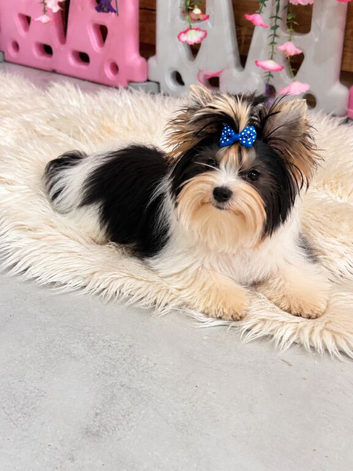 Beautiful 7-Month-Old Biewer Yorkshire Terrier Girl