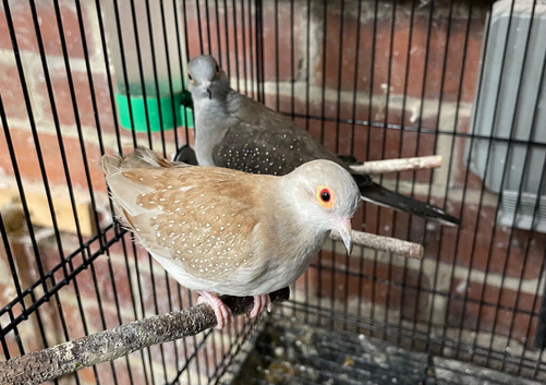 Diamond dove