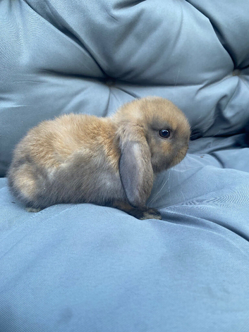MINI LOPS BUNNIES