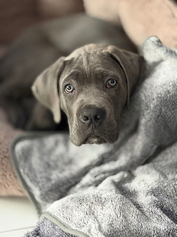 11 week old cane Corso
