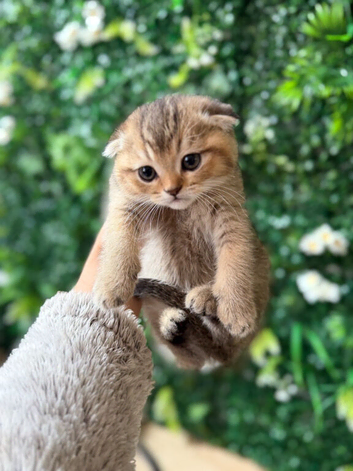 Beautiful Scottish fold Black Golden Chinchilla.