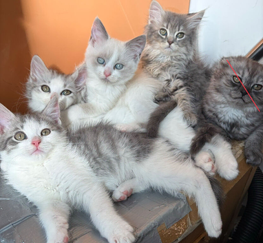 4 stunning cats available