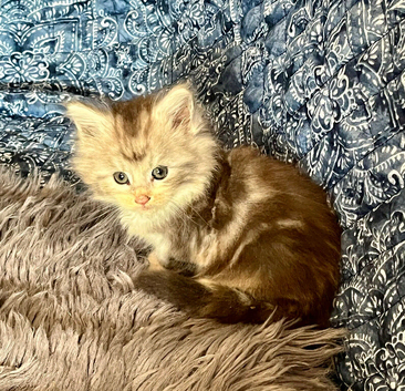 Maine Coon Kittens