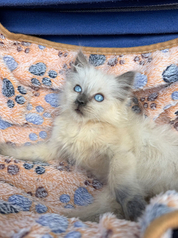 Beautiful Female Birman Kitten &ndash; 9 Weeks Old