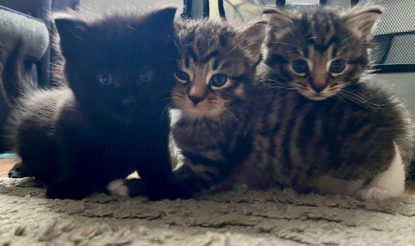 Kittens for sale