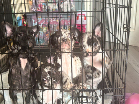 3 stunning MERLE french bulldogs !