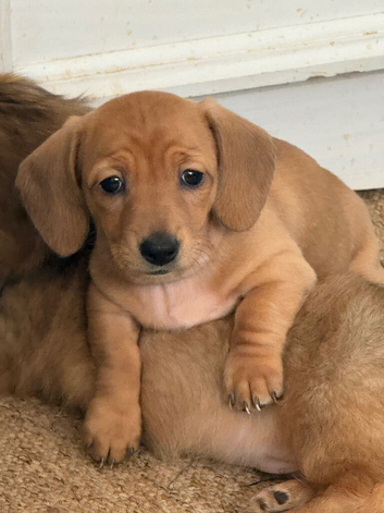 BEAUTIFUL RED DAPPLE MINIATURE DACHSHUNDS