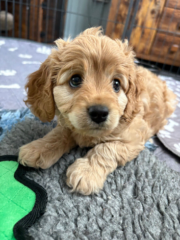 Cavapoo health tested parents