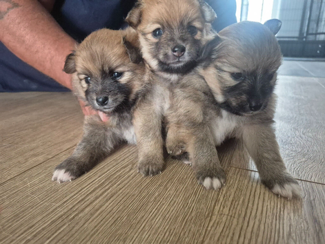 Pomeranian puppies