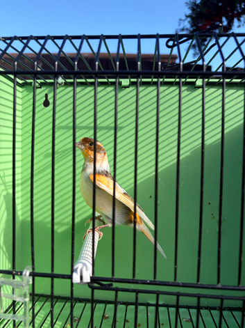 Canaries