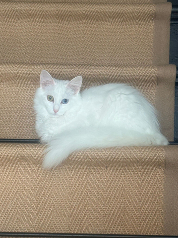 Female ragdoll 6 month old