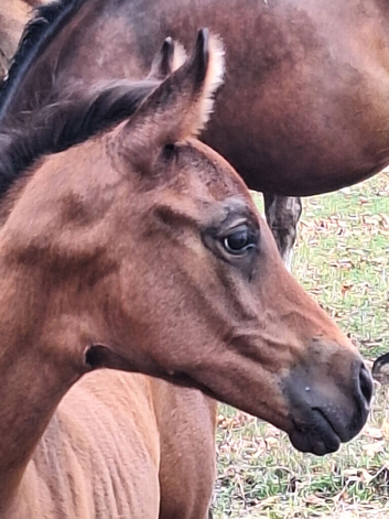 Beautiful Anglo Arab filly foal.
