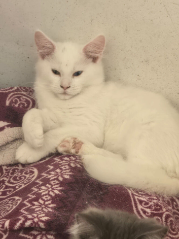 Maine coon boy needs a home