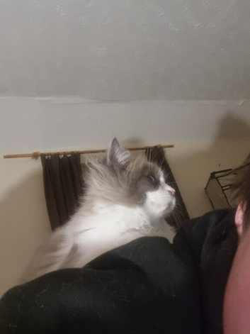 2 very pretty ragdoll sisters