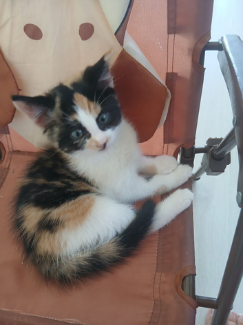 5 beautiful kittens