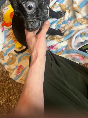 12 week old corso pups
