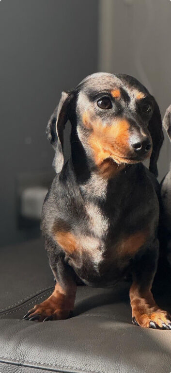 4 stunning girl dapple miniature dachshund puppies
