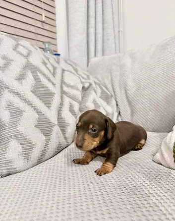 Miniature smooth haired dachshunds