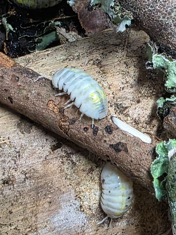 Armadillidium Vulgare Magic Potion 20 for &pound;25