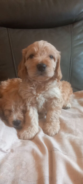 F1b cockapoo puppies